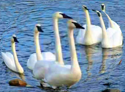 7 swans a swimming